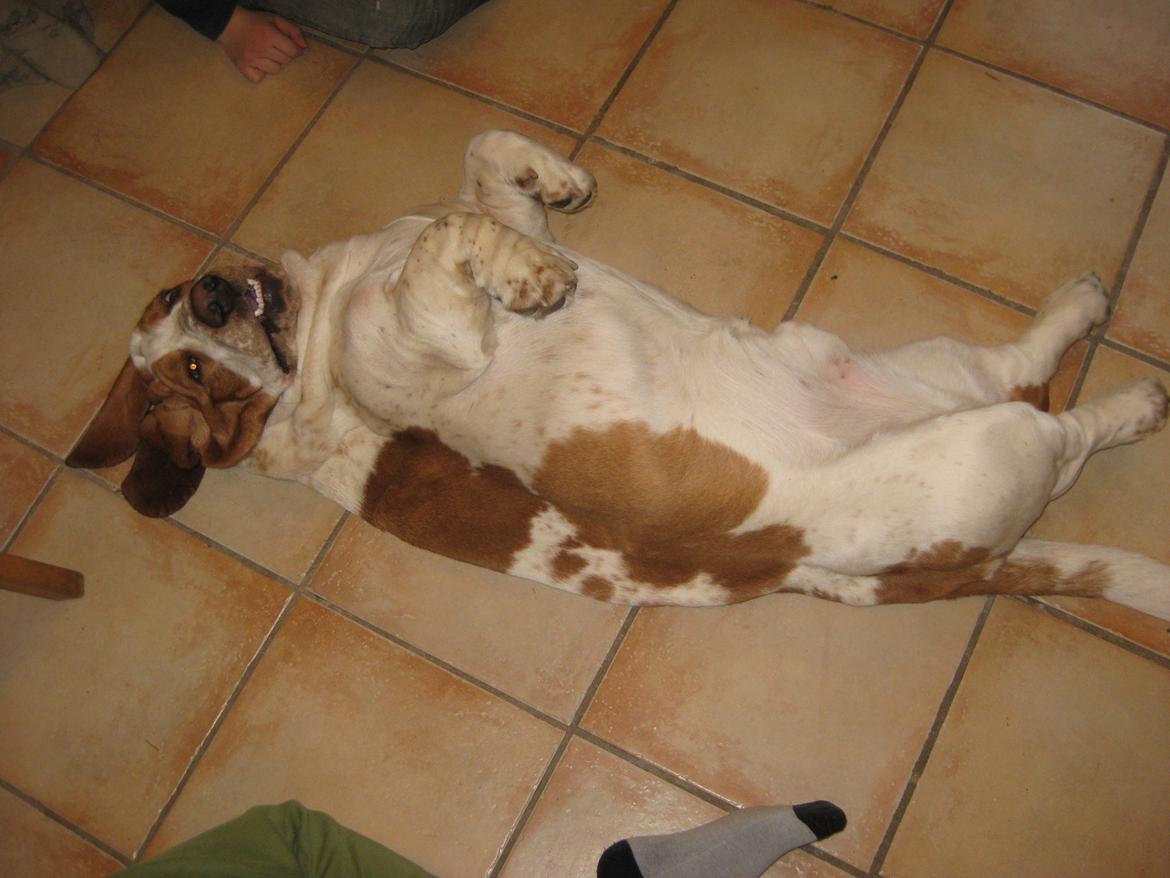Basset hound Bobass Aslan billede 8