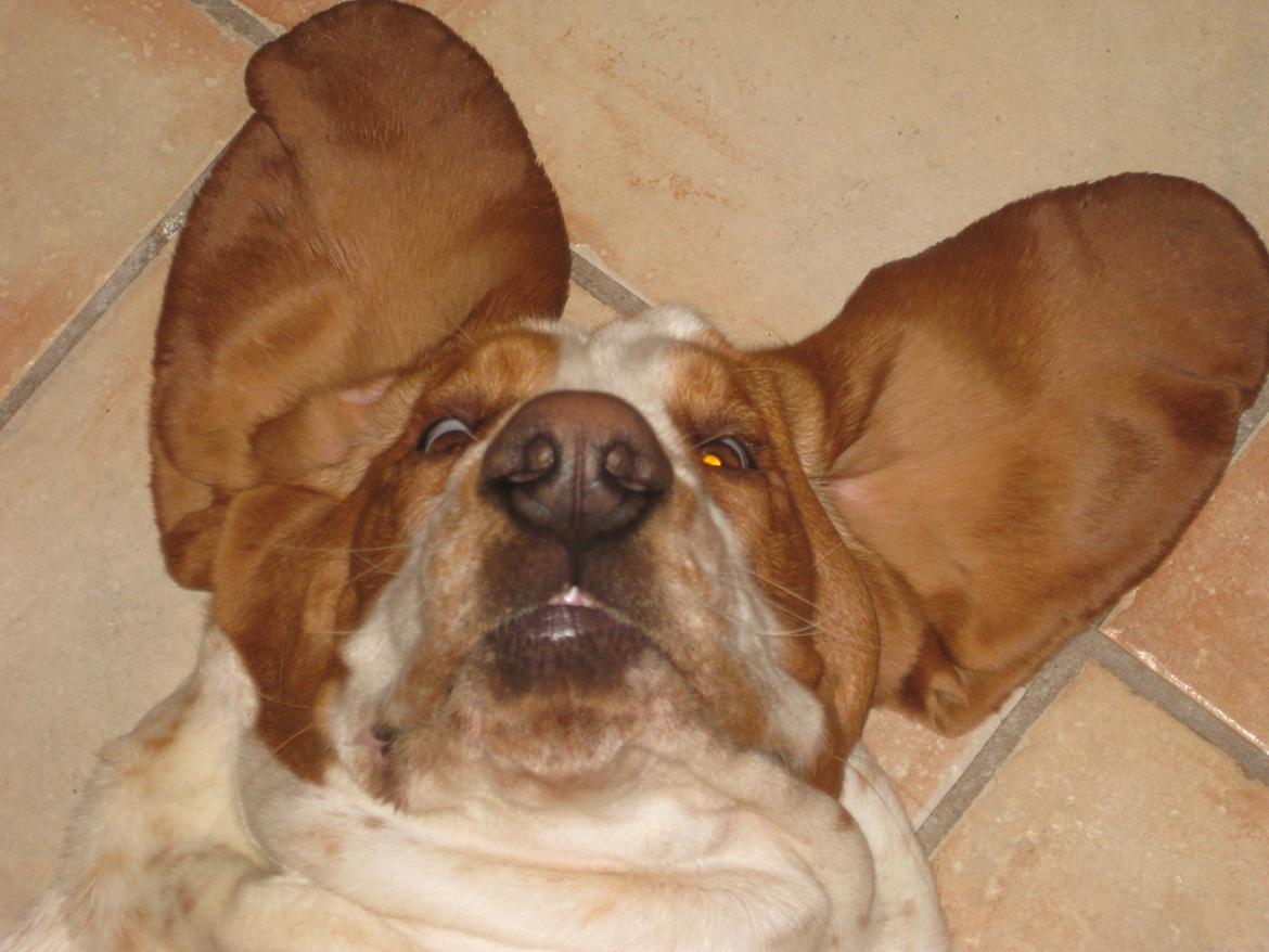 Basset hound Bobass Aslan billede 9