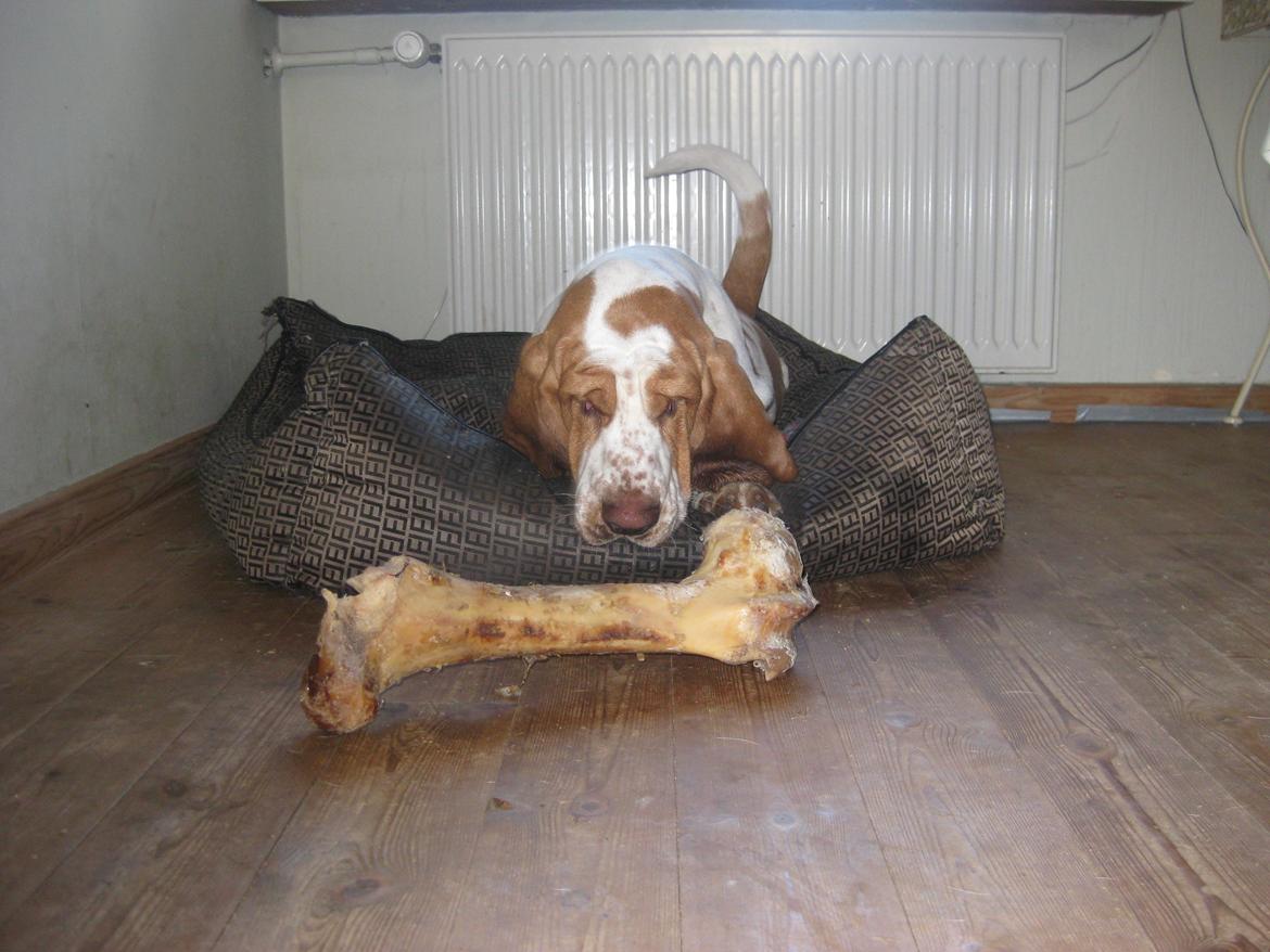 Basset hound Bobass Aslan billede 10