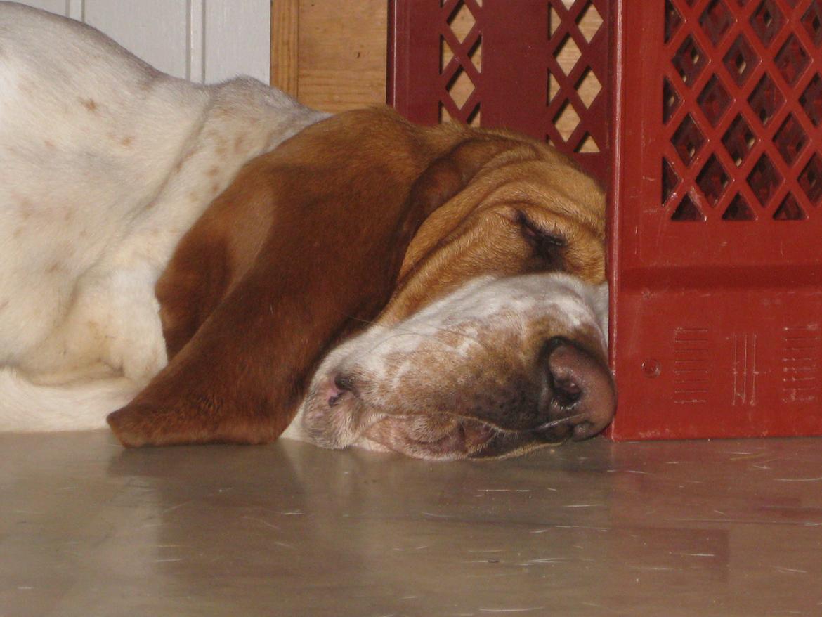 Basset hound Bobass Aslan billede 11