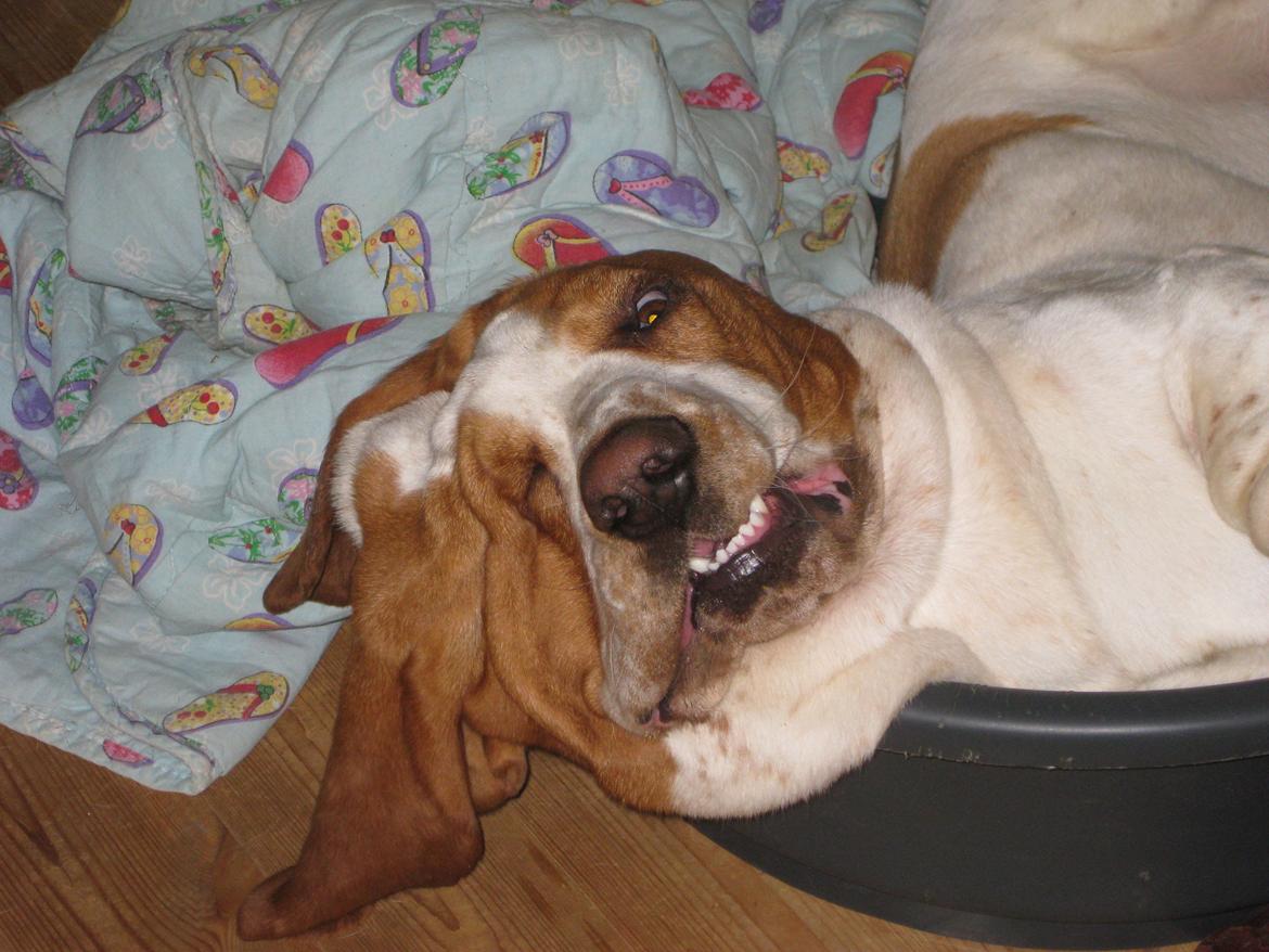 Basset hound Bobass Aslan billede 12