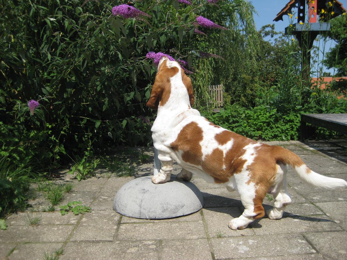 Basset hound Bobass Aslan billede 14