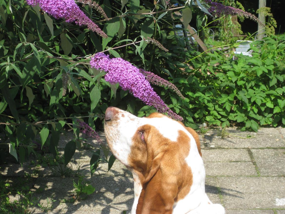 Basset hound Bobass Aslan billede 15