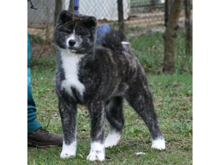 Akita inu Haku go - haku Go 4½ mdr - da jeg hentede hende i Italien billede 1