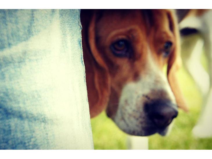 Beagle Basil - Min Smukke hund oppe på trampolinen<33:-* billede 1