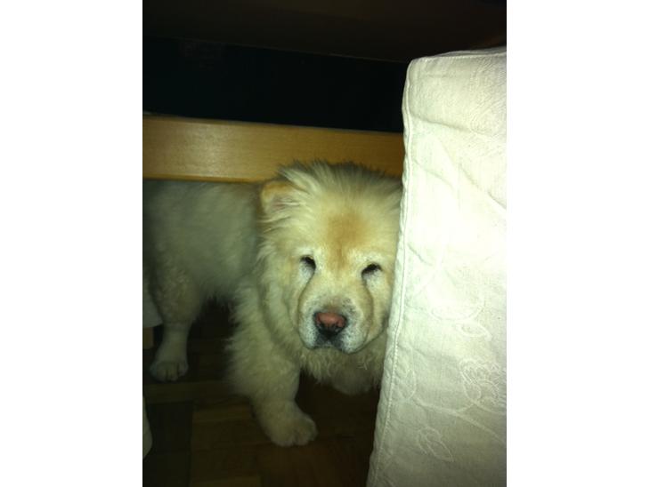 Chow chow Nala billede 1
