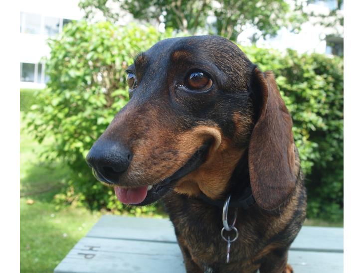 Gravhund Tilde <3 venindes hund <3 - Velkommen til Tildes profil <3 Tag hende med et smil <3 billede 1
