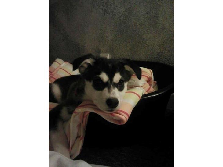 Alaskan malamute nala billede 1