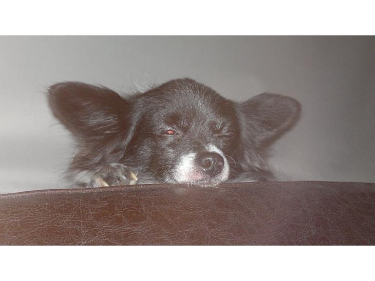 Blanding af racer Keld chihuahua/papillon - keld slappe helt af billede 1