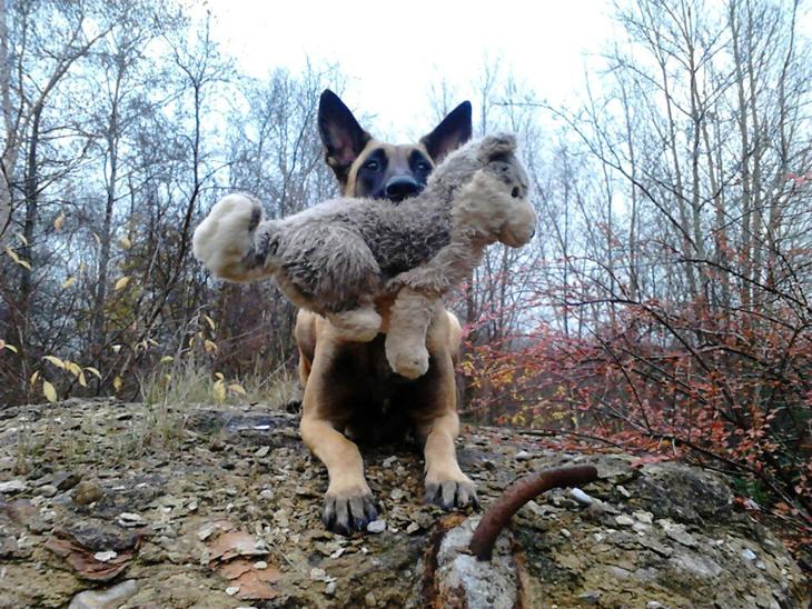 Malinois Jenos Mulle billede 1