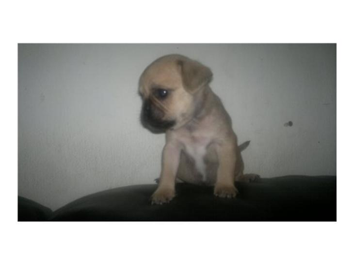 Blanding af racer Tessa - Første billede jeg så af Lille Tessa billede 1