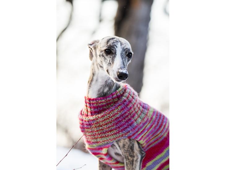 Whippet Benjamin - Januar 2013 billede 1
