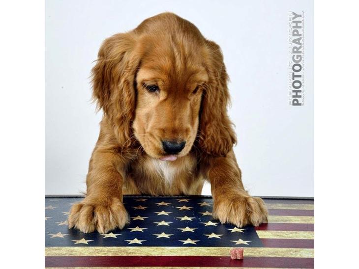 Cocker spaniel Kaylee - Kaylee til Fotograf :D billede 1