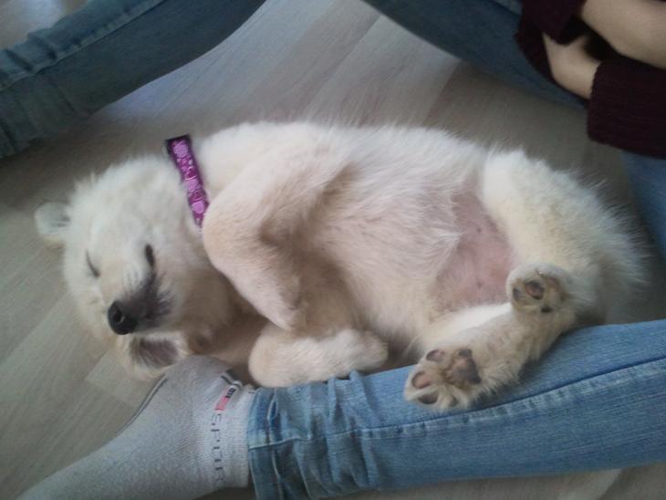 {{currentPhoto.altText}} billede {{currentPhoto.number}}