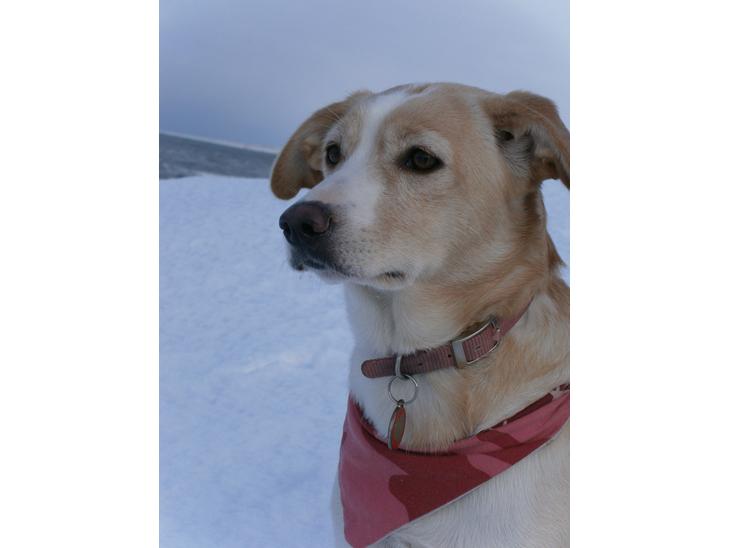 Blanding af racer Molly :-) billede 1