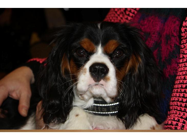 Cavalier king charles spaniel Basse Dion - Velkommen til Basse' profil :-) 
her er min smukke prins så :-) 
Håber I vil bedømme ham. billede 1