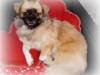 Tibetansk spaniel Our Passion Billie Jean