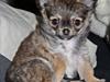 Chihuahua BALOO