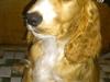 Cocker spaniel Simba R.I.P. [ Himmelhund]