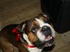 Olde english bulldogge Tantos