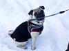 Mops Cody
