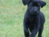 Labrador retriever mary