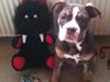 Olde english bulldogge Gizmo
