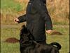 Rottweiler Lijepo´s Deedee