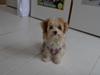 Bichon havanais Molly