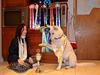 Hvid Schweizisk Hyrdehund Canto *R.I.P. Februar 2013 ;(* [ Himmelhund]