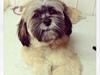 Lhasa apso Diva