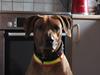 Rhodesian ridgeback Zulu