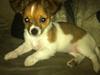 Chihuahua Pandora
