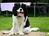 Cavalier king charles spaniel Charly <3 146316