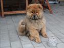 Chow chow Frida