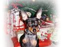 Dvaergpinscher Rødkildes Lucka