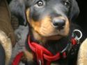 Rottweiler Nika