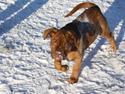 Dogue de bordeaux frigg