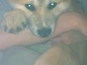 Akita inu Kuma Senkinin