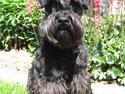 Dvaergschnauzer Eddie