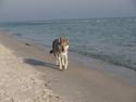 Tjekkoslovakisk ulvehund Pandora van Goverwelle