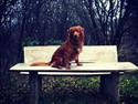 Nova scotia duck tolling retriever Bastian