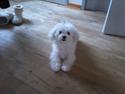 Bichon à poil frisé Smilla (Himmelhund)
