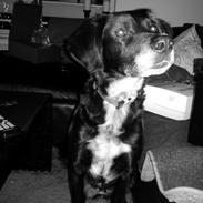 Blanding af racer Cherie