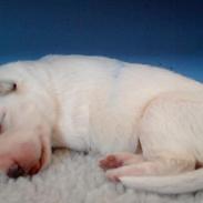 Hvid Schweizisk Hyrdehund BRITAJE Amira Angelique