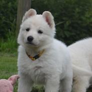 Hvid Schweizisk Hyrdehund BRITAJE Amira Angelique