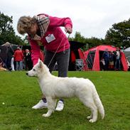 Hvid Schweizisk Hyrdehund BRITAJE Amira Angelique