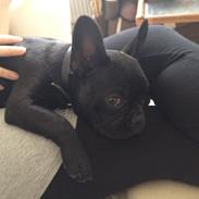 Fransk bulldog Aimee