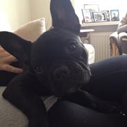Fransk bulldog Aimee