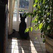 Fransk bulldog Aimee